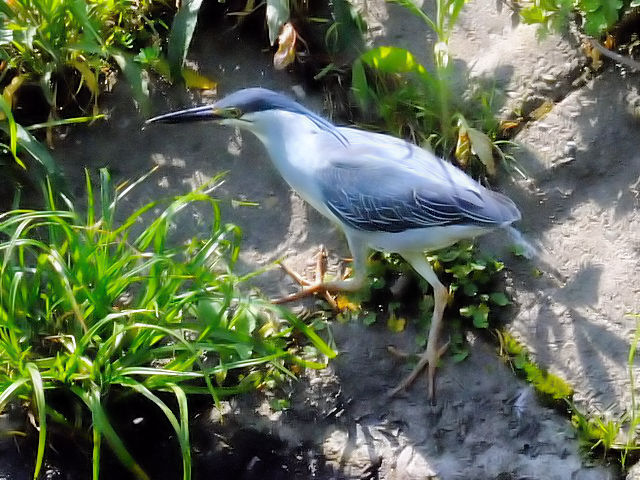 C TTSC@@ss@RȐ@2010/05/06@Photo by Kohyuh