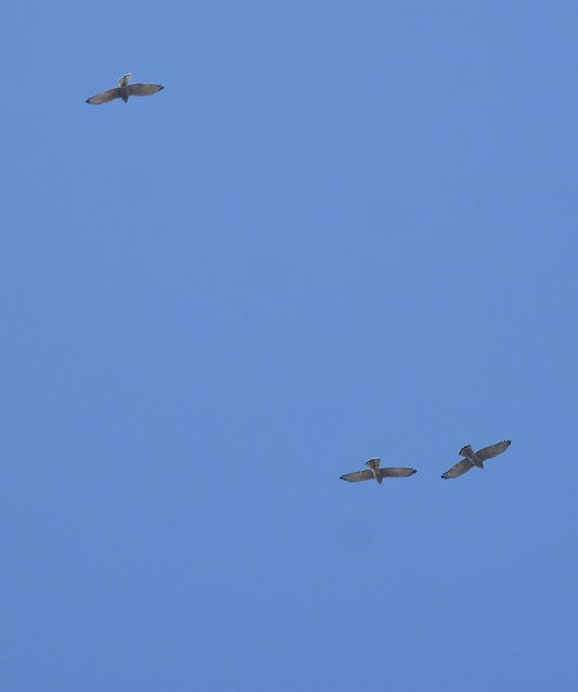 TVo̓n iS-2j@@s@2018/10/03@ Photo by Hayashi iʐ^񋟁F@сj