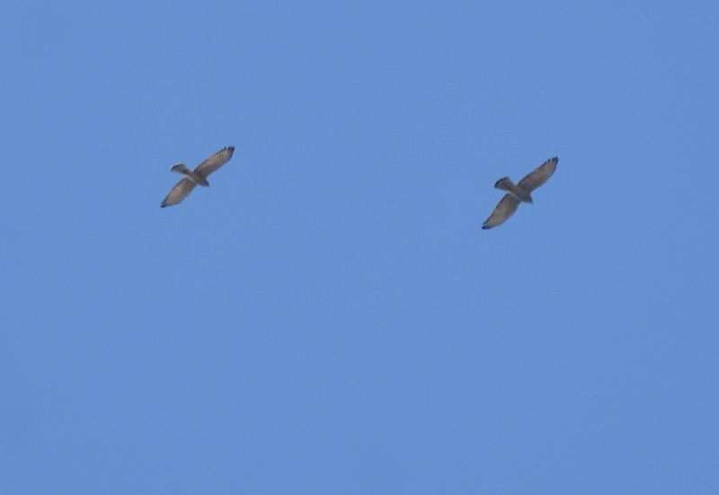 TVo̓n iS-3j@@s@2018/10/03@ Photo by Hayashi iʐ^񋟁F@сj