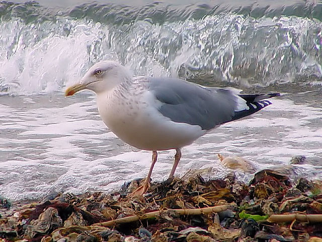 @ sZOJt@ @s{@{Îs@V@ 2004/02/14@Photo by Kohyuh