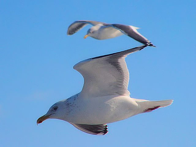 A ZOJ@юp@ @@΁@ԑ@ 2008/02/05@Photo by Kohyuh