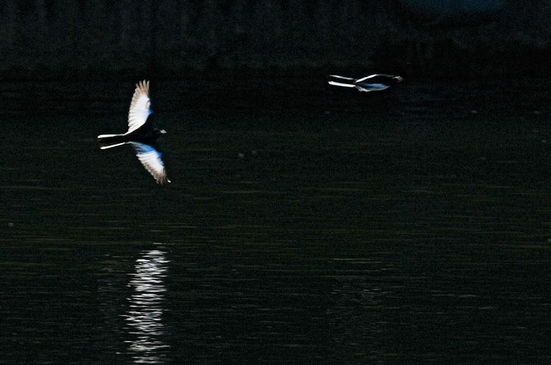 セグロセキレイのバトル（６景-1）