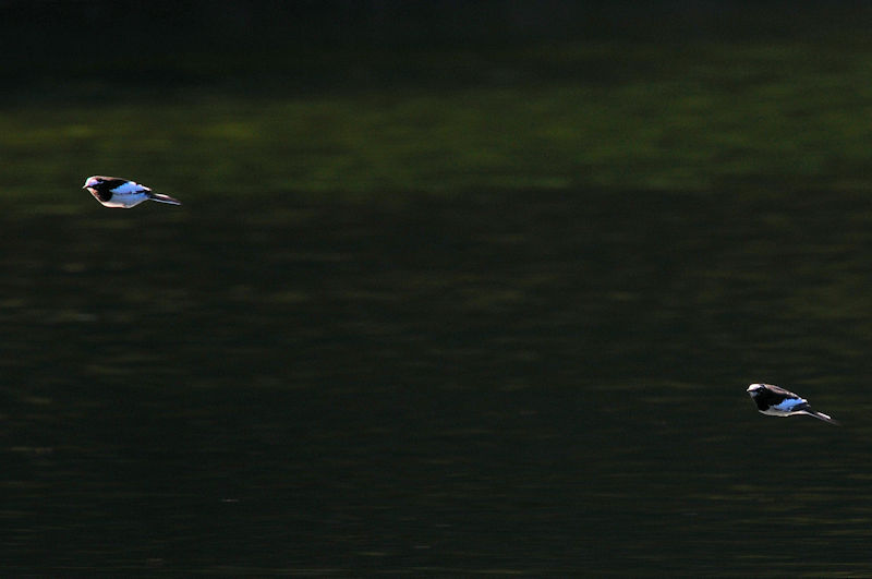 セグロセキレイのバトル（６景-2）