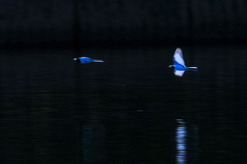 セグロセキレイのバトル（６景-3）
