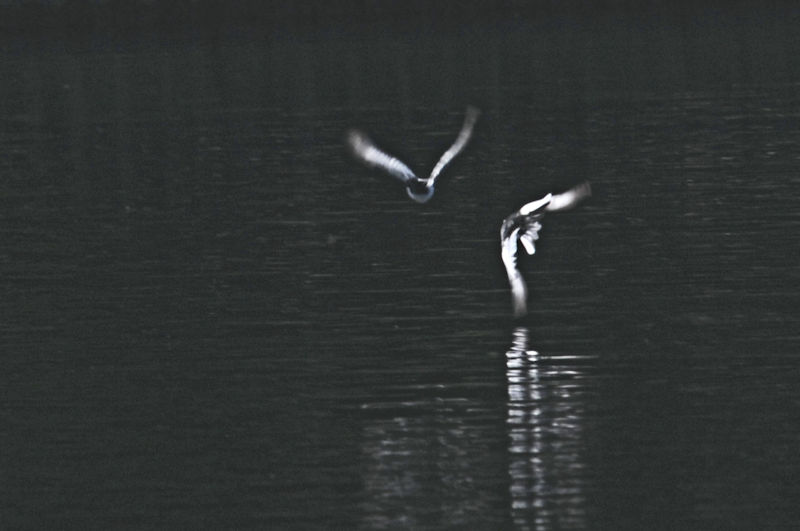 セグロセキレイのバトル（６景-4）