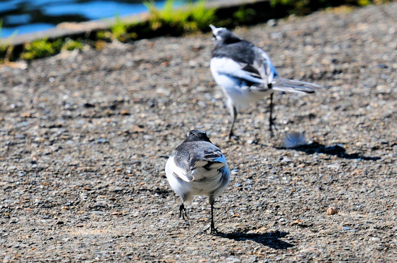 セグロセキレイのバトル（６景-5）