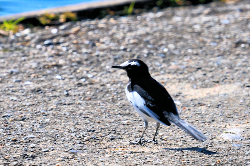 セグロセキレイのバトル（６景-6）