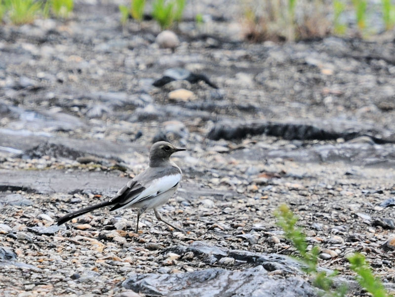 ZOZLC ᒹ@킫R^@s@2020/05/25@Photo by Kohyuh