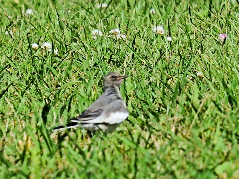 ZOZLC@eq@킫R^@s@2020/06/23@Photo by Kohyuh