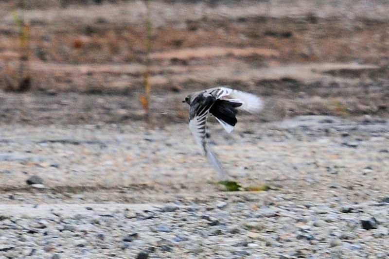 ZOZLC ᒹ@킫R^@s@2020/05/25@Photo by Kohyuh