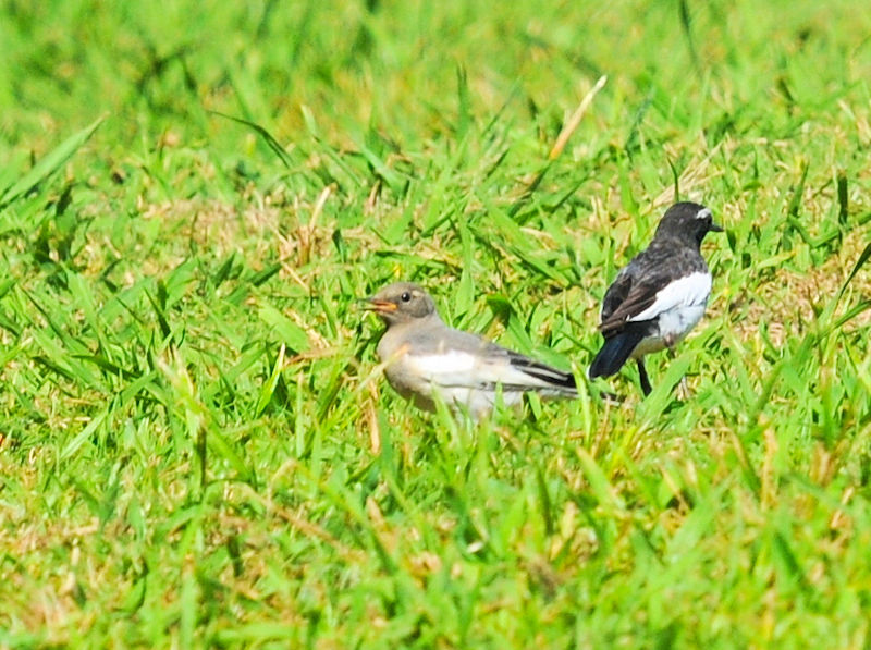 ZOZLC@eq@킫R^@s@2020/06/23@Photo by Kohyuh