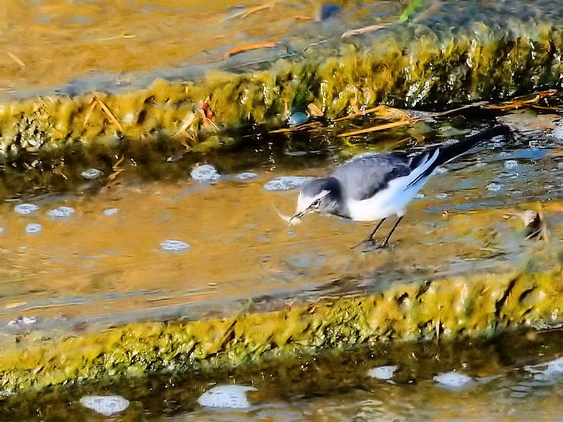 ZOZLC@@D@s@2017/11/12@Photo by Kohyuh