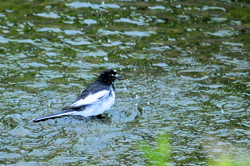 セグロセキレイの水浴び（１８態）　船橋川　枚方市　2021/05/11　Photo by Kohyuh