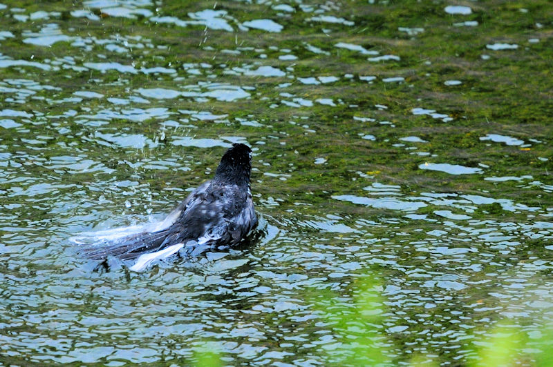 セグロセキレイの水浴び（１８態）　船橋川　枚方市　2021/05/11　Photo by Kohyuh