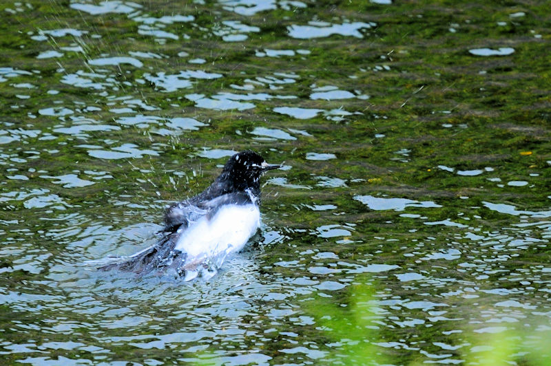 セグロセキレイの水浴び（１８態）　船橋川　枚方市　2021/05/11　Photo by Kohyuh