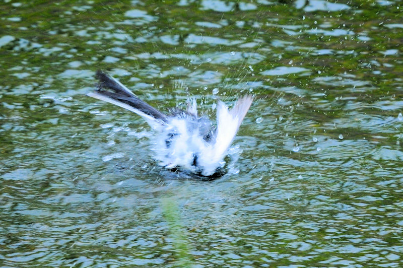 セグロセキレイの水浴び（１８態）　船橋川　枚方市　2021/05/11　Photo by Kohyuh