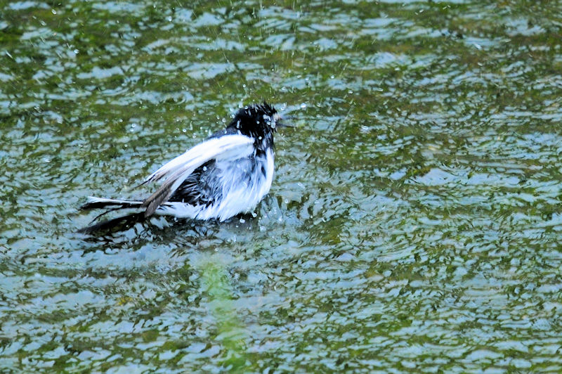 セグロセキレイの水浴び（１８態）　船橋川　枚方市　2021/05/11　Photo by Kohyuh