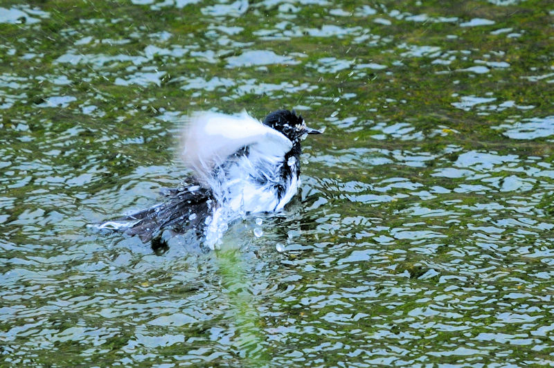 セグロセキレイの水浴び（１８態）　船橋川　枚方市　2021/05/11　Photo by Kohyuh