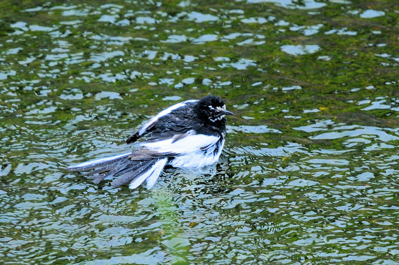 セグロセキレイの水浴び（１８態）　船橋川　枚方市　2021/05/11　Photo by Kohyuh