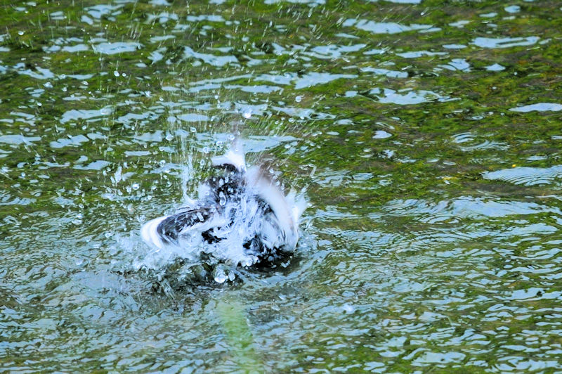 セグロセキレイの水浴び（１８態）　船橋川　枚方市　2021/05/11　Photo by Kohyuh