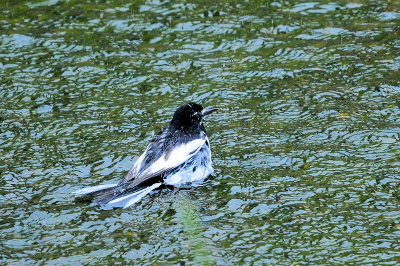 セグロセキレイの水浴び（１８態）　船橋川　枚方市　2021/05/11　Photo by Kohyuh