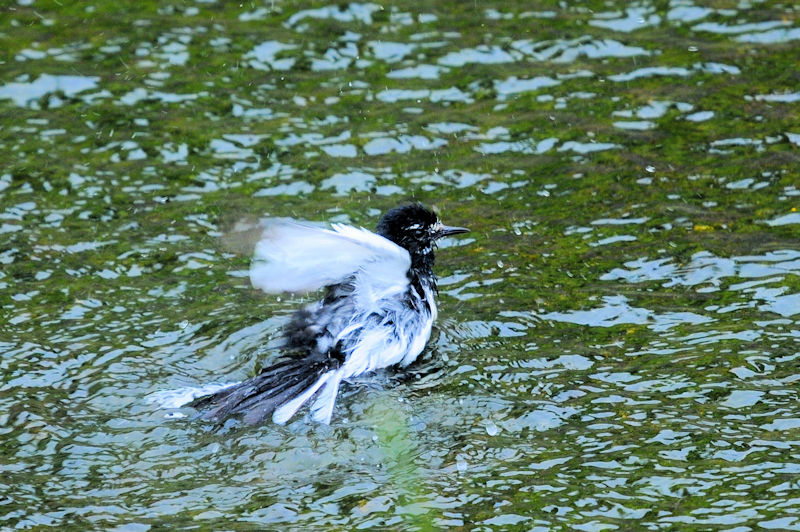 セグロセキレイの水浴び（１８態）　船橋川　枚方市　2021/05/11　Photo by Kohyuh