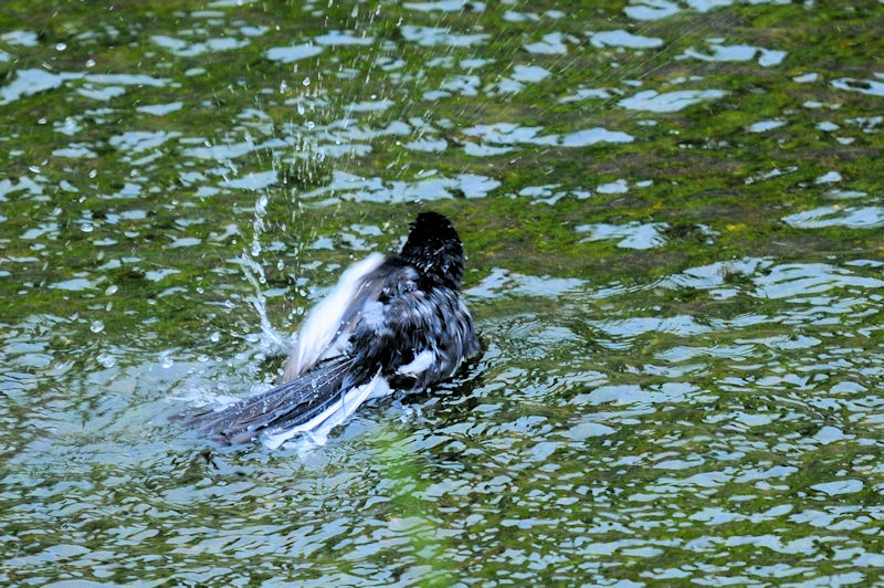 セグロセキレイの水浴び（１８態）　船橋川　枚方市　2021/05/11　Photo by Kohyuh