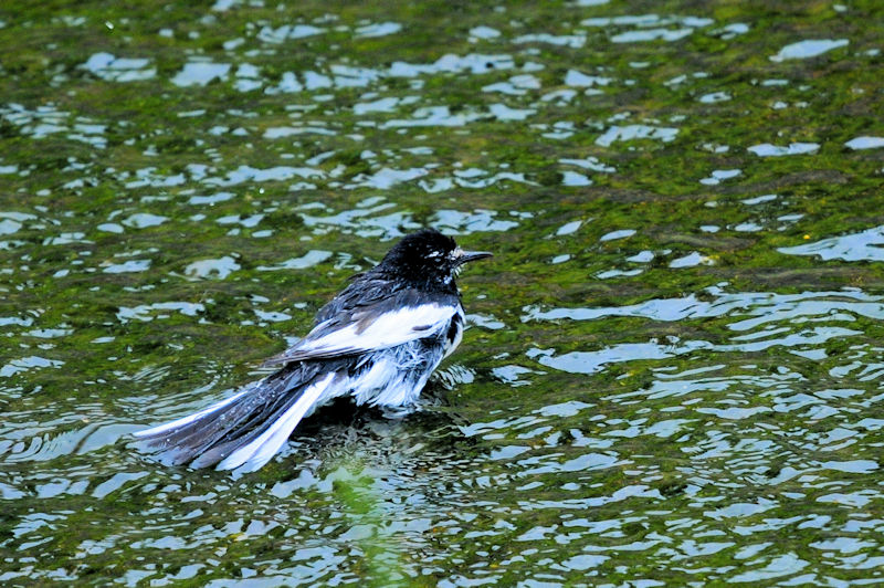 セグロセキレイの水浴び（１８態）　船橋川　枚方市　2021/05/11　Photo by Kohyuh