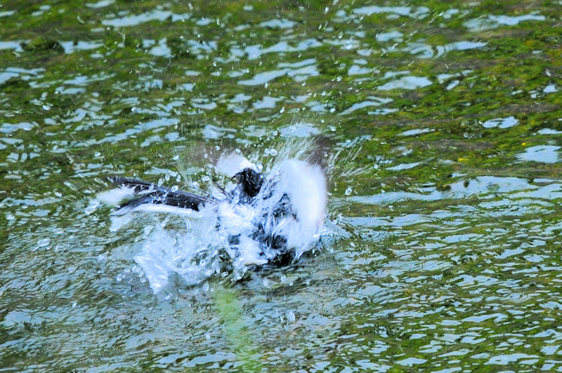 セグロセキレイの水浴び（１８態）　船橋川　枚方市　2021/05/11　Photo by Kohyuh