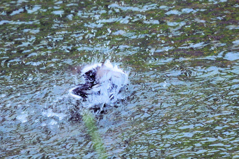 セグロセキレイの水浴び（１８態）　船橋川　枚方市　2021/05/11　Photo by Kohyuh