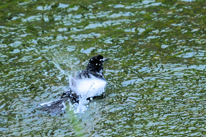 セグロセキレイの水浴び（１８態）　船橋川　枚方市　2021/05/11　Photo by Kohyuh