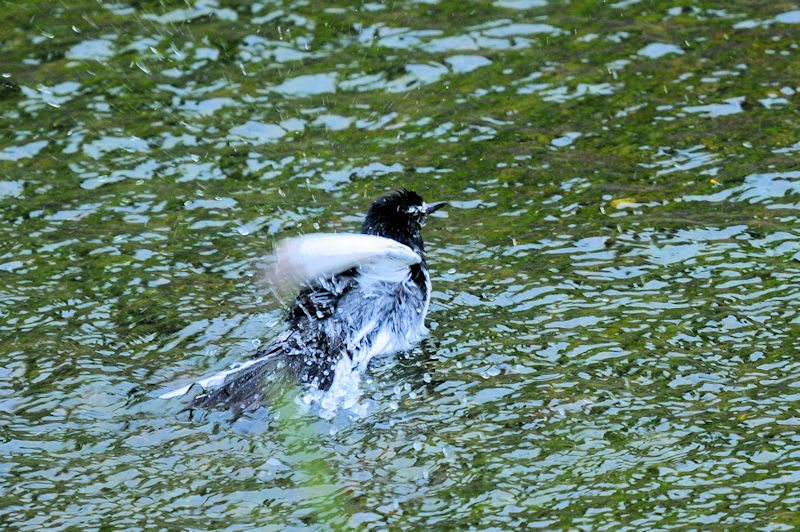 セグロセキレイの水浴び（１８態）　船橋川　枚方市　2021/05/11　Photo by Kohyuh