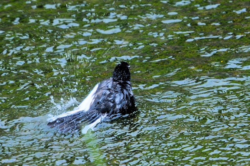 セグロセキレイの水浴び（１８態）　船橋川　枚方市　2021/05/11　Photo by Kohyuh