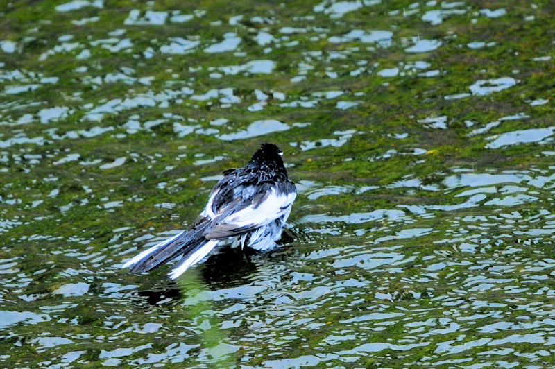 セグロセキレイの水浴び（１８態）　船橋川　枚方市　2021/05/11　Photo by Kohyuh