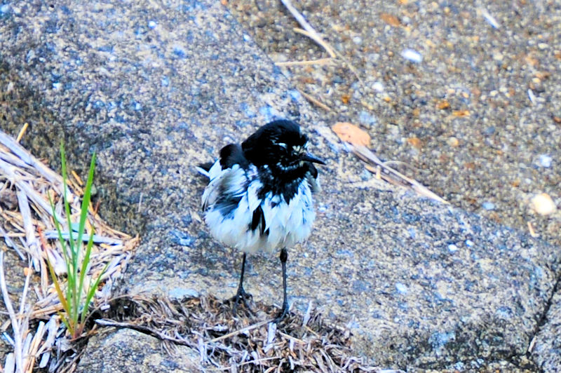 セグロセキレイの水浴び（１８態）　船橋川　枚方市　2021/05/11　Photo by Kohyuh