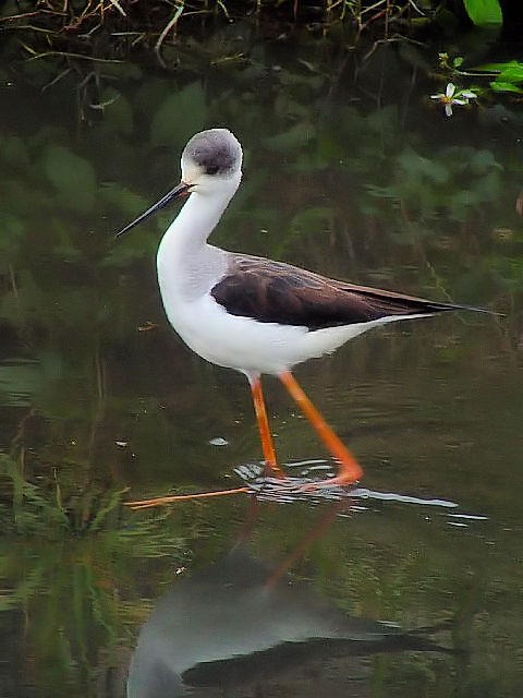 C ZC^JVM@c@@@ꌧ@2009/01/23@Photo by Kohyuh