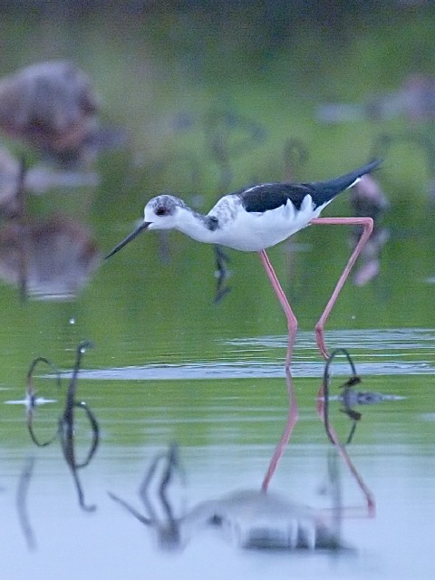 B ZC^JVM@@~H@@c@s@2008/08/23@Photo by Mitchao