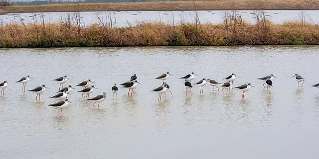 D ZC^JVM̌Q@Ί_@ꌧ@2011/01/24@Photo by Kohyuh