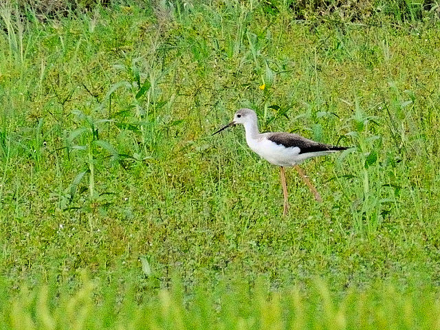 セイタカシギ （２態-1）　防賀川　八幡市　2015/09/09　Photo by Kohyuh