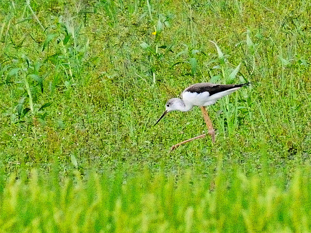 セイタカシギ （２態-2）　防賀川　八幡市　2015/09/09　Photo by Kohyuh