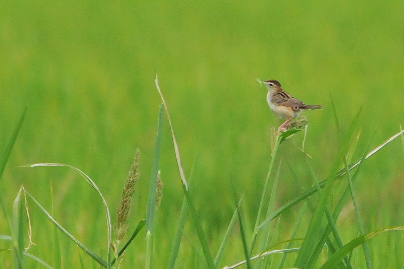 今日のセッカ　（７態-1）　防賀川　八幡市　2015/09/02　Photo by Takase