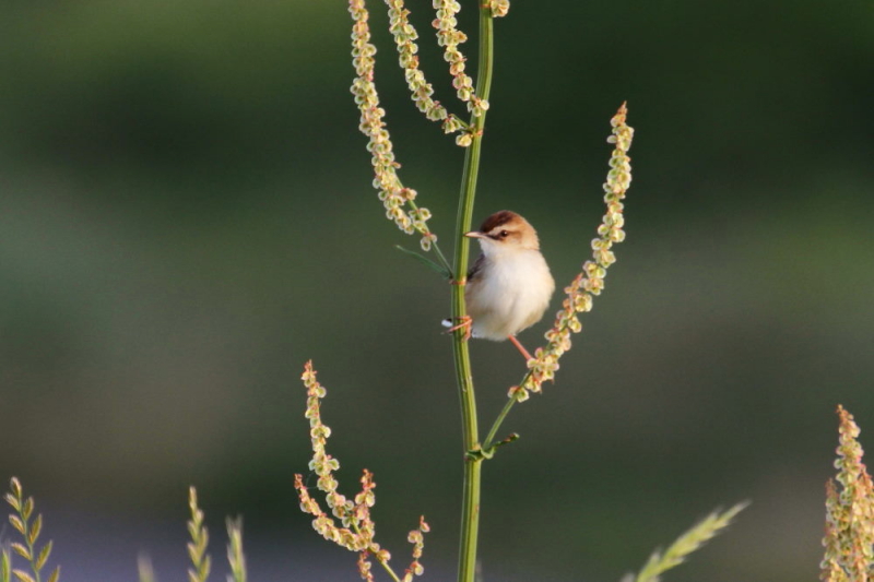 今が旬だよ　木津川のセッカ　ベスト（６態-1）　八幡市　2015/05/06　Photo by manda