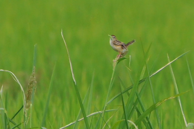 今日のセッカ　（７態-2）　防賀川　八幡市　2015/09/02　Photo by Takase