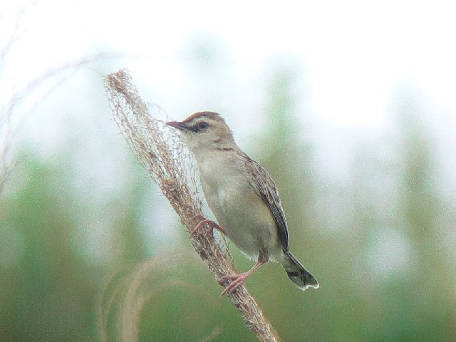B sZbJt@s@썶݁@2007/06/10@Photo by Takase