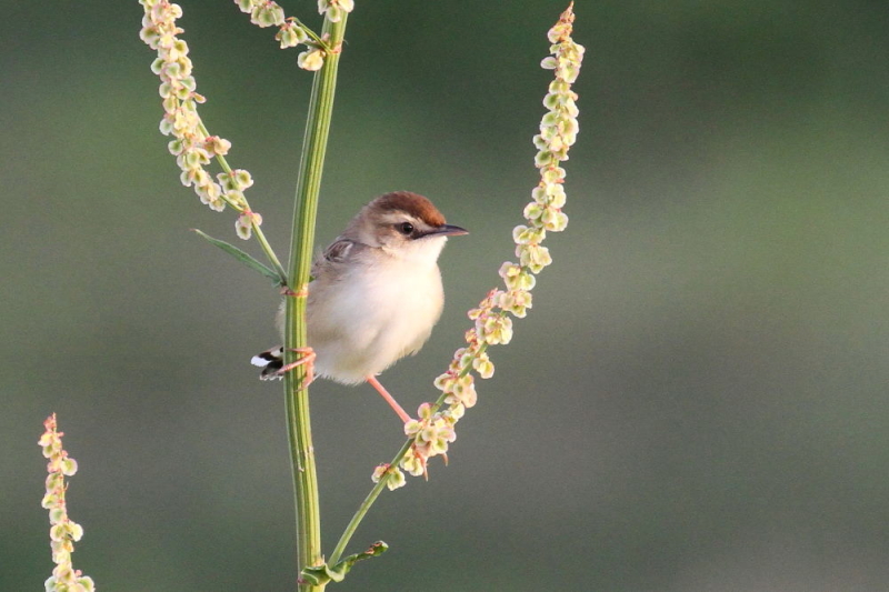 今が旬だよ　木津川のセッカ　ベスト（６態-2）　八幡市　2015/05/06　Photo by manda