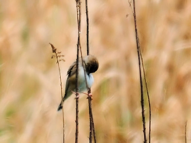 ② セッカ　成鳥　淀川左岸　大阪市　2011/05/13　Photo by Kohyuh