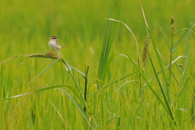 今日のセッカ　（７態-3）　防賀川　八幡市　2015/09/02　Photo by Takase