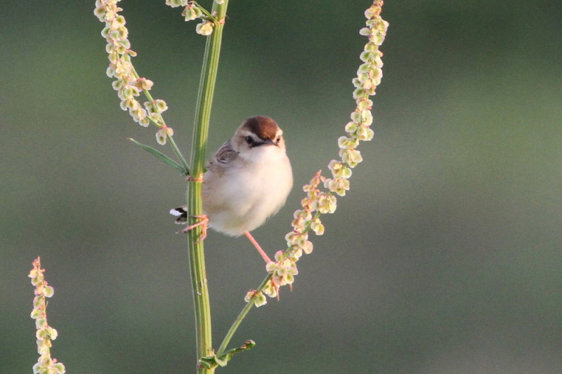 今が旬だよ　木津川のセッカ　ベスト（６態-3）　八幡市　2015/05/06　Photo by manda