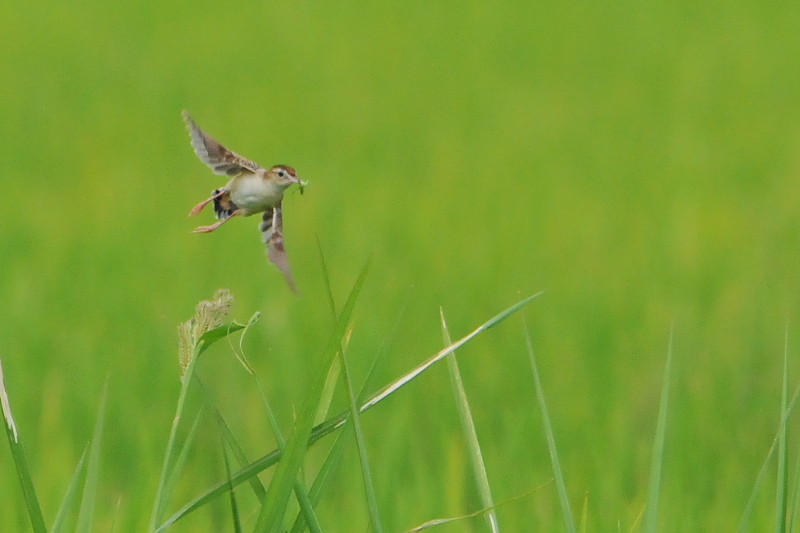 今日のセッカ　（７態-4）　防賀川　八幡市　2015/09/02　Photo by Takase