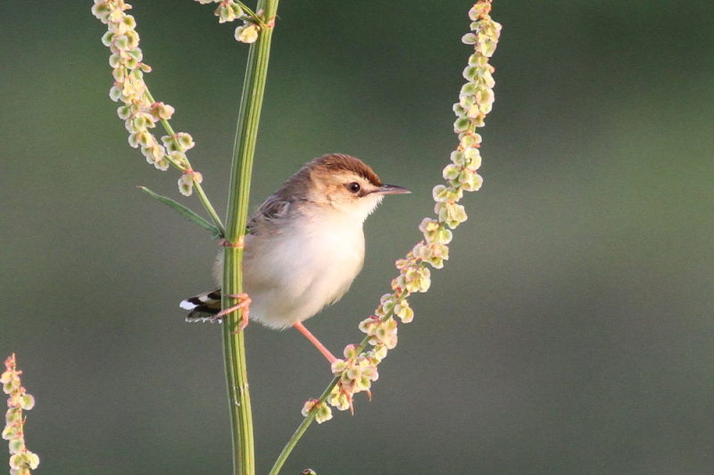 今が旬だよ　木津川のセッカ　ベスト（６態-4）　八幡市　2015/05/06　Photo by manda